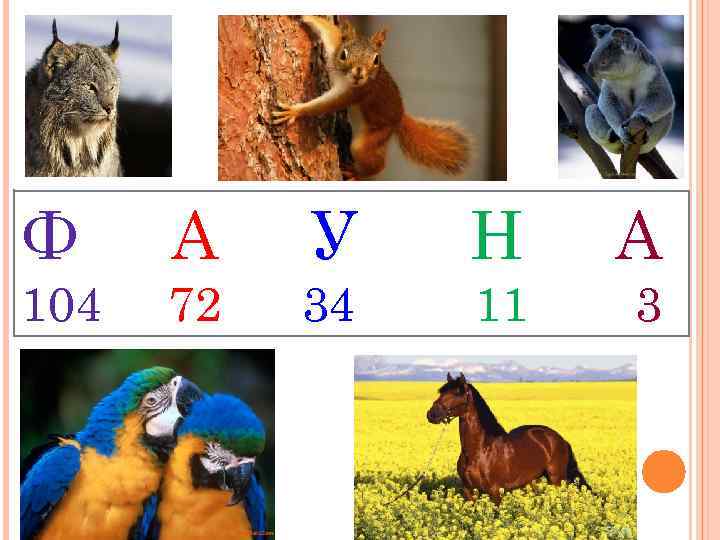 Ф А У Н А 104 72 34 11 3 