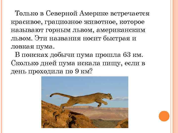 Только в Северной Америке встречается красивое, грациозное животное, которое называют горным львом, американским львом.