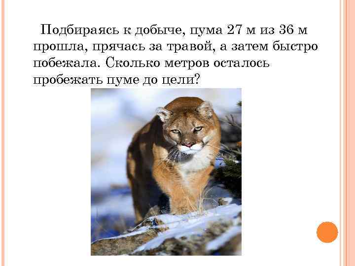 Подбираясь к добыче, пума 27 м из 36 м прошла, прячась за травой, а