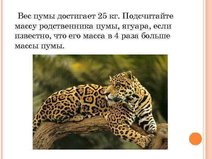 Вес пумы достигает 25 кг. Подсчитайте массу родственника пумы, ягуара, если известно, что его