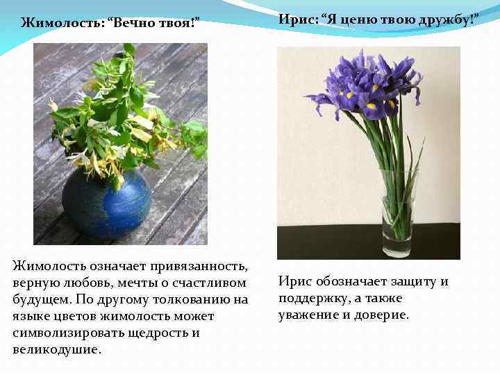 Жимолость: “Вечно твоя!” Жимолость означает привязанность, верную любовь, мечты о счастливом будущем. По другому