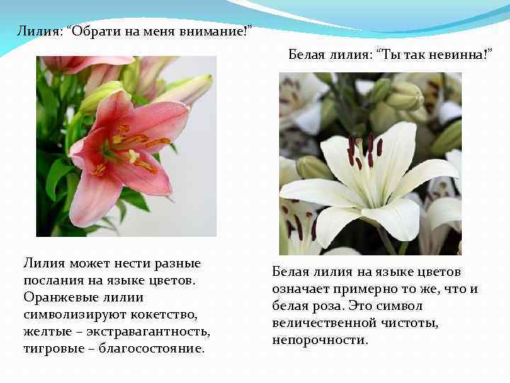 Что означают лилии. Лилии на языке цветов. Белая Лилия на языке цветов. Лилия цветок значение. Что означают лилии на языке цветов.