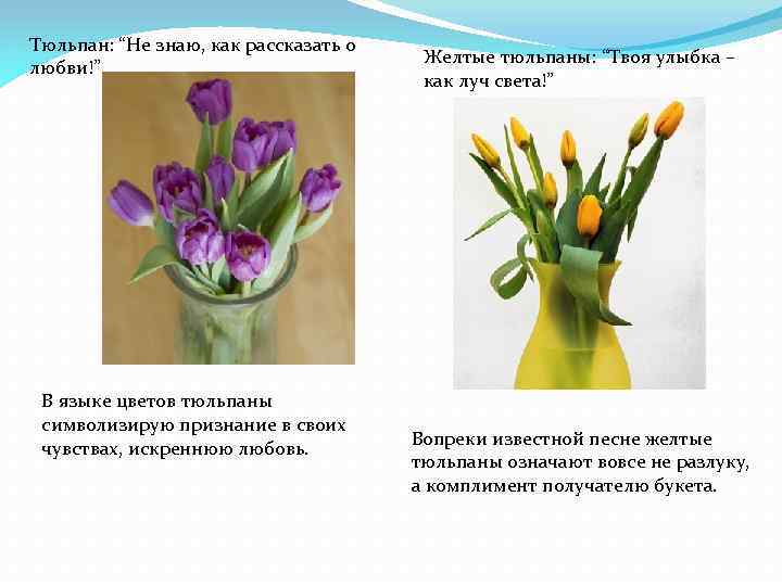 Язык цветов тюльпаны. Что означает тюльпан на языке цветов. Тюльпаны значение. Жёлтые тюльпаны на языке цветов. Что означает желтый тюльпан на языке цветов