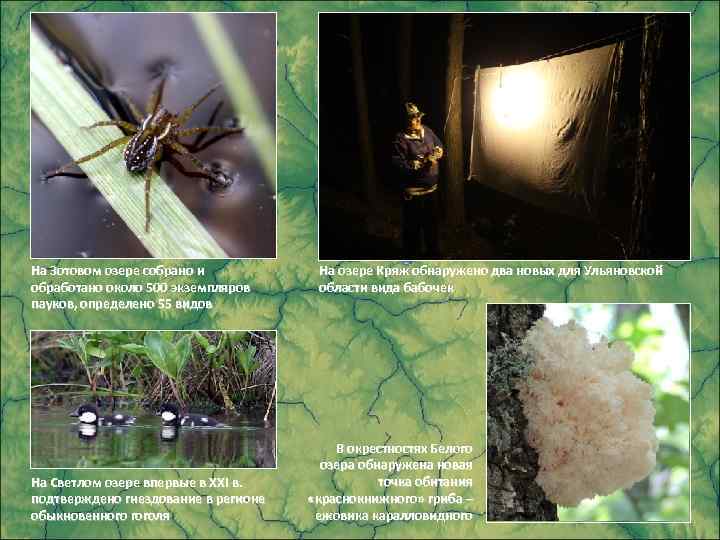 На Зотовом озере собрано и обработано около 500 экземпляров пауков, определено 55 видов На