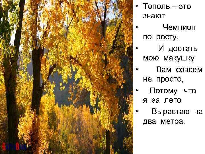  • Тополь – это знают • Чемпион по росту. • И достать мою