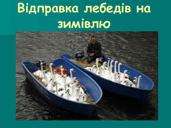 Відправка лебедів на зимівлю 