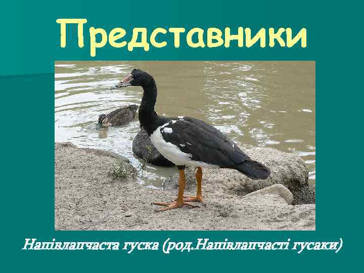 Представники Напівлапчаста гуска (род. Напівлапчасті гусаки) 