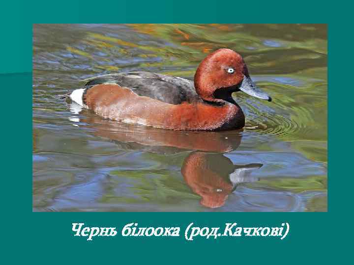 Чернь білоока (род. Качкові) 