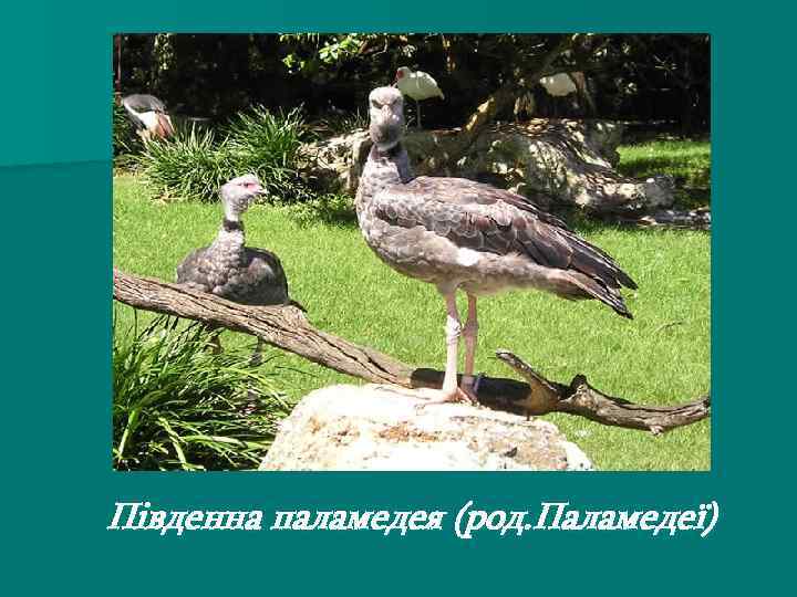 Південна паламедея (род. Паламедеї) 