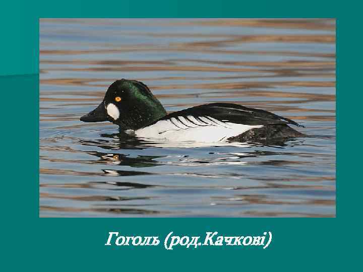 Гоголь (род. Качкові) 