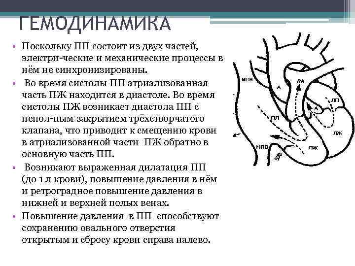 ГЕМОДИНАМИКА • Поскольку ПП состоит из двух частей, электри ческие и механические процессы в