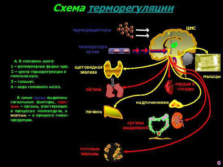 Схема терморегуляции ЦНС терморецепторы 4 3 температура крови А. В головном мозгу: 1 –