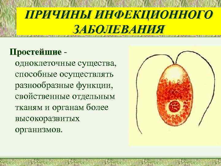 ПРИЧИНЫ ИНФЕКЦИОННОГО ЗАБОЛЕВАНИЯ Простейшие одноклеточные существа, способные осуществлять разнообразные функции, свойственные отдельным тканям и