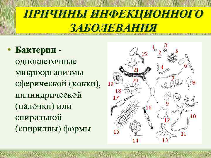 ПРИЧИНЫ ИНФЕКЦИОННОГО ЗАБОЛЕВАНИЯ • Бактерии одноклеточные микроорганизмы сферической (кокки), цилиндрической (палочки) или спиральной (спириллы)