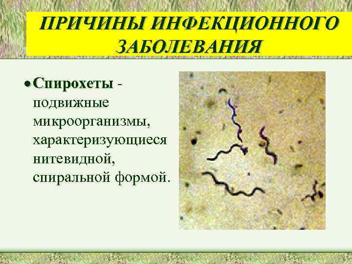 ПРИЧИНЫ ИНФЕКЦИОННОГО ЗАБОЛЕВАНИЯ · Спирохеты подвижные микроорганизмы, характеризующиеся нитевидной, спиральной формой. 