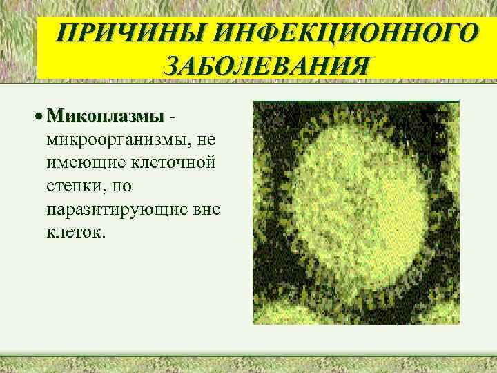 ПРИЧИНЫ ИНФЕКЦИОННОГО ЗАБОЛЕВАНИЯ · Микоплазмы микроорганизмы, не имеющие клеточной стенки, но паразитирующие вне клеток.