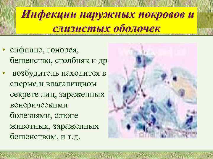 Инфекции наружных покровов и слизистых оболочек • сифилис, гонорея, бешенство, столбняк и др. •