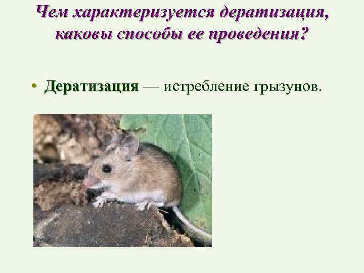 Чем характеризуется дератизация, каковы способы ее проведения? • Дератизация — истребление грызунов. 