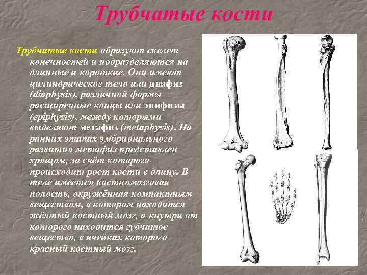Назовите длинные кости. Длинные трубчатые кости короткие трубчатые кости:. Трубчатая кость в скелете человека. Длинная трубчатая кость анатомия. Анатомия длинных трубчатых костей.