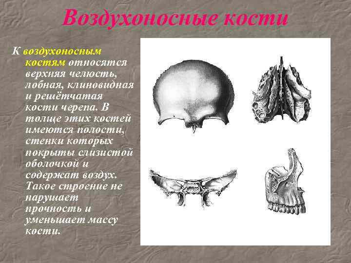 Костям черепа является. Пневматические воздухоносные кости черепа. Клиновидная и решетчатая кость черепа.