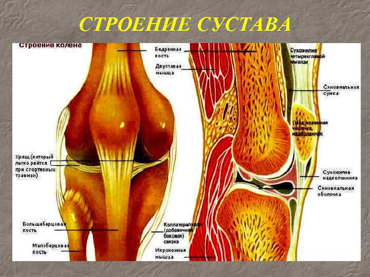 Строение колена у человека. Костная структура коленного сустава. Строение коленного сустава вид спереди.