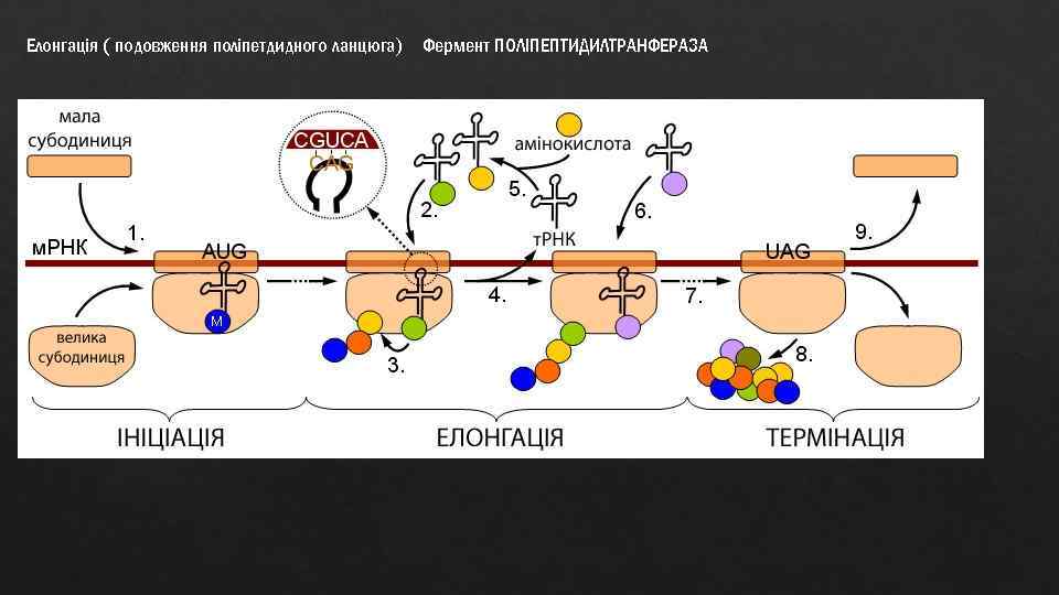 Елонгація ( подовження поліпетдидного ланцюга) Фермент ПОЛІПЕПТИДИЛТРАНФЕРАЗА 