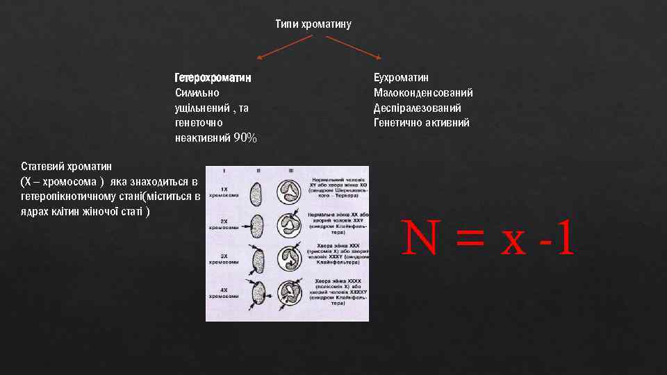 Типи хроматину Гетерохроматин Силильно ущільнений , та генеточно неактивний 90% Статевий хроматин (Х –