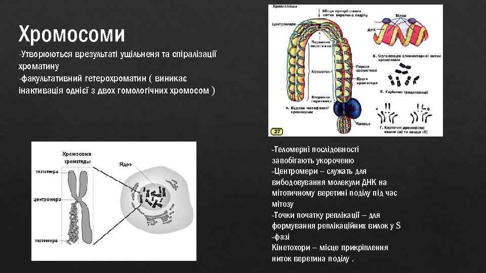 Хромосоми -Утворюються врезультаті ущільненя та спіралізації хроматину -факультативний гетерохроматин ( виникає інактивація однієї з