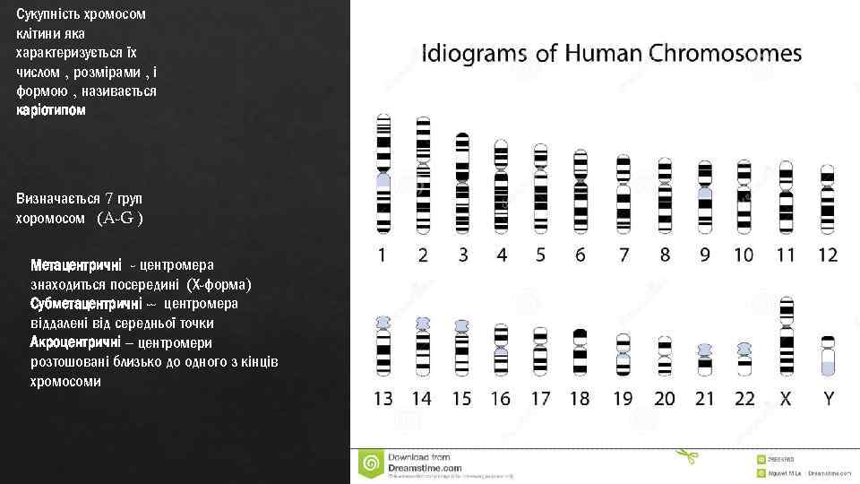 Сукупність хромосом клітини яка характеризується їх числом , розмірами , і формою , називається