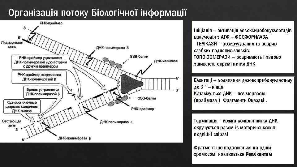 Організація потоку Біологічної інформації Ініціація – активація дезоксиробонуклеотидів взаємодія з АТФ – ФОСФОРИЛАЗА ГЕЛІКАЗИ