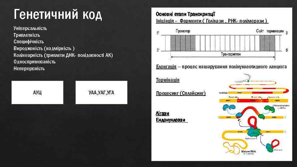 Генетичний код Основні етапи Транскрипції Ініціація - Ферменти ( Гелікази , РНК- полімерази )