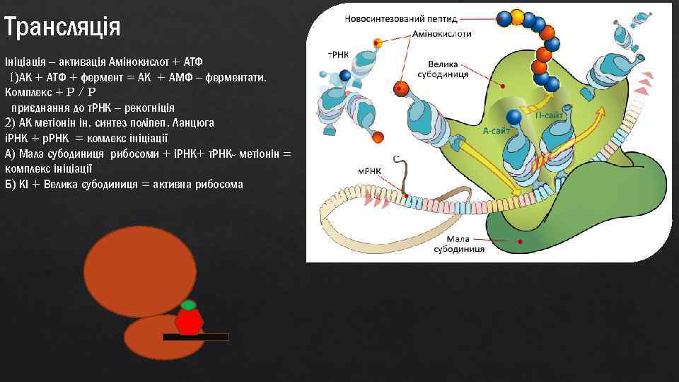 Трансляція Ініціація – активація Амінокислот + АТФ 1)АК + АТФ + фермент = АК