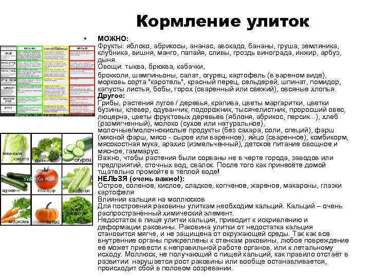 Кормление улиток • • МОЖНО: Фрукты: яблоко, абрикосы, ананас, авокадо, бананы, груша, земляника, клубника,