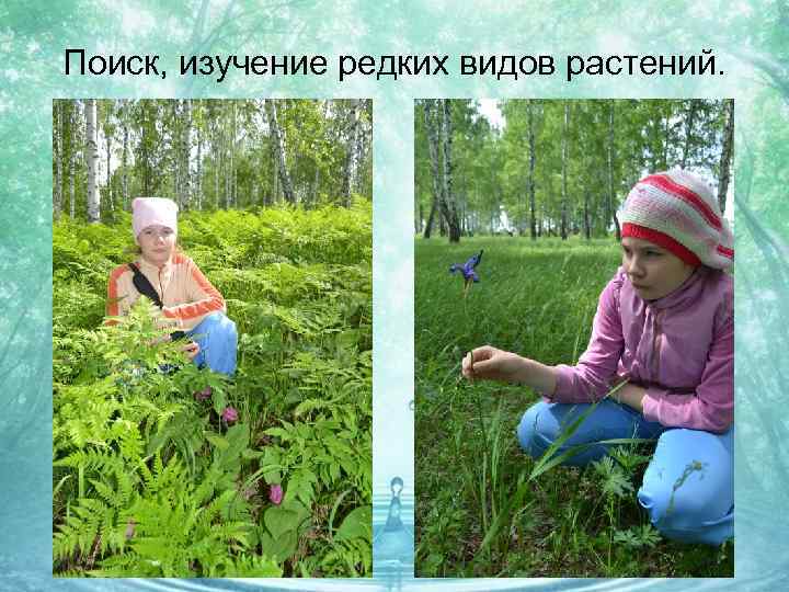 Поиск, изучение редких видов растений. 