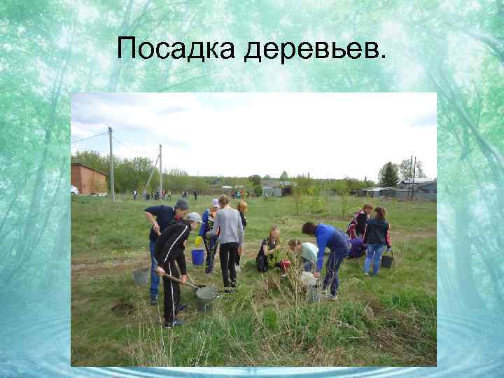 Посадка деревьев. 