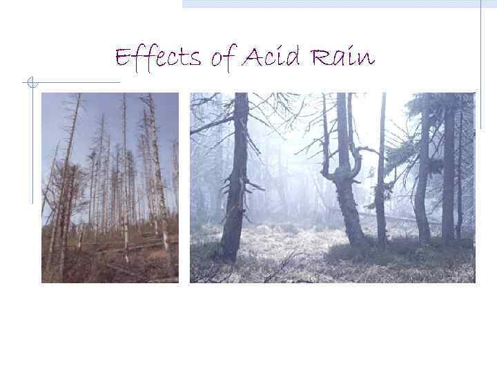 Effects of Acid Rain 