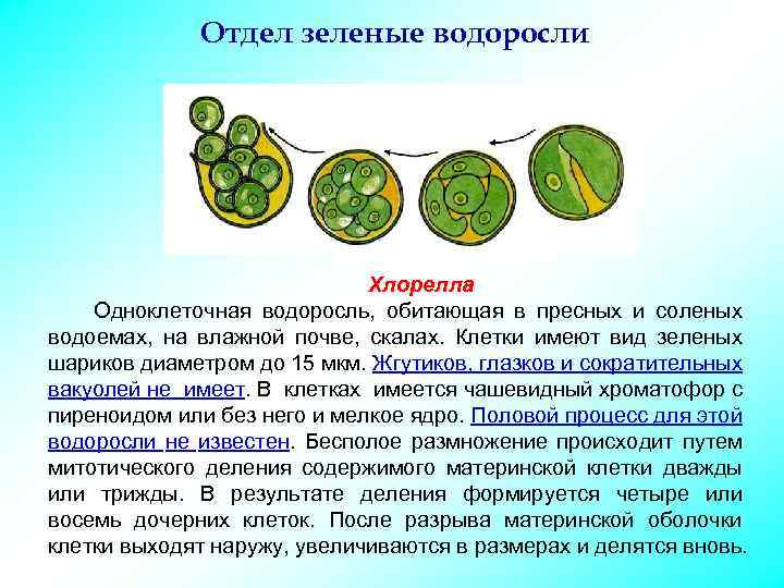 Размножение клеток водорослей. Одноклеточные растения хлорелла. Одноклеточная водоросль хлорелла. Шизогония хлореллы. Строение клеток зеленых водорослей хлорелла.