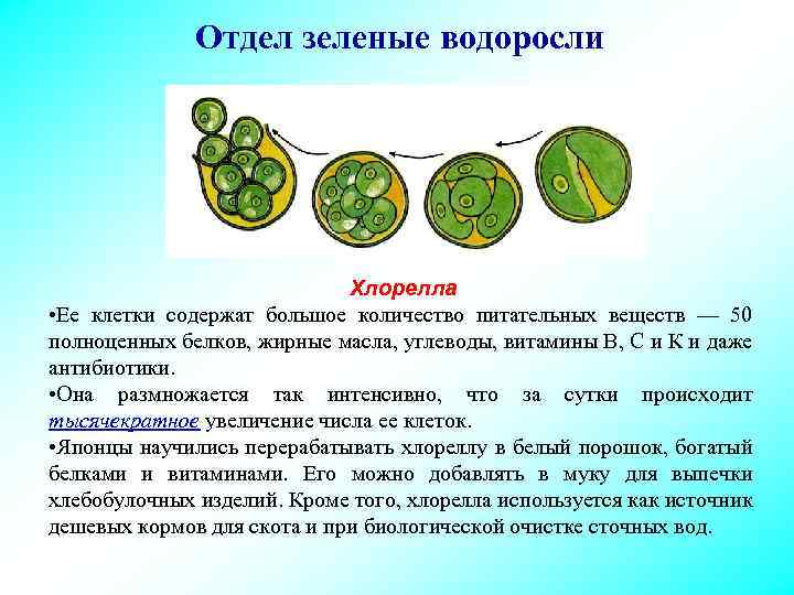 Отдел зеленые водоросли Хлорелла • Ее клетки содержат большое количество питательных веществ — 50