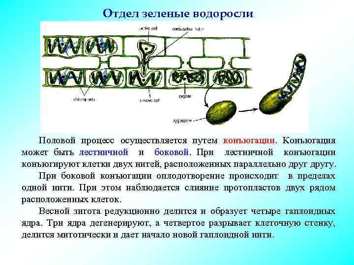 Отдел зеленые водоросли Половой процесс осуществляется путем конъюгации. Конъюгация может быть лестничной и боковой.