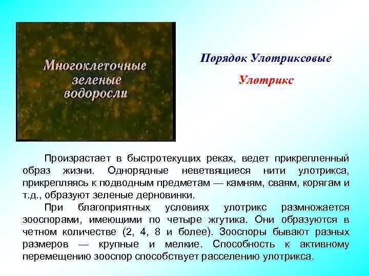 Порядок Улотриксовые Улотрикс Произрастает в быстротекущих реках, ведет прикрепленный образ жизни. Однорядные неветвящиеся нити