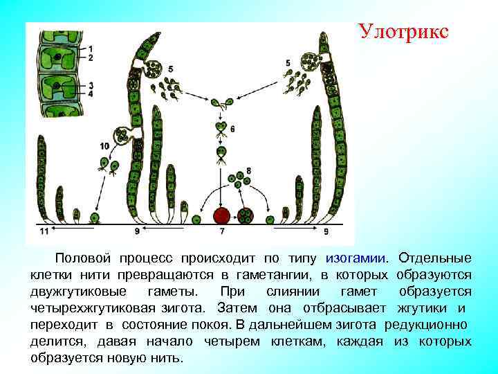 Улотрикс Половой процесс происходит по типу изогамии. Отдельные клетки нити превращаются в гаметангии, в