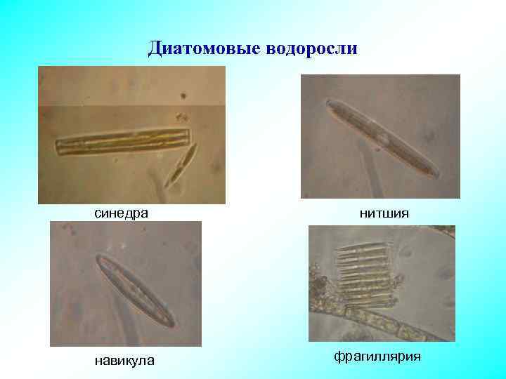 Диатомовые водоросли синедра навикула нитшия фрагиллярия 