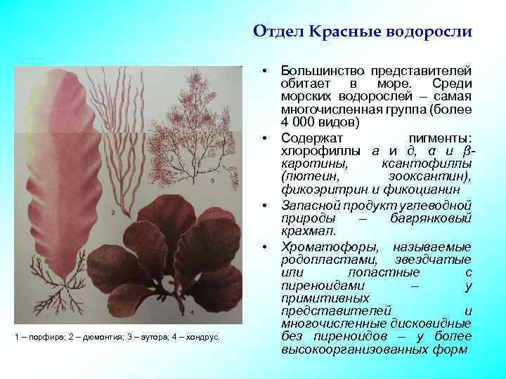 Признаки красных водорослей. Отдел красные водоросли представители. Красные водоросли характеристика. Отдел красные водоросли порфира. Характеристика отдела красные водоросли.