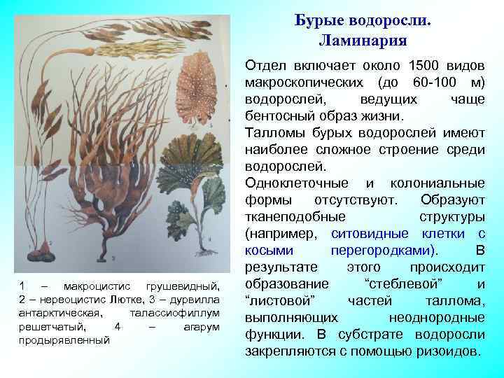 Строение имеют водоросли