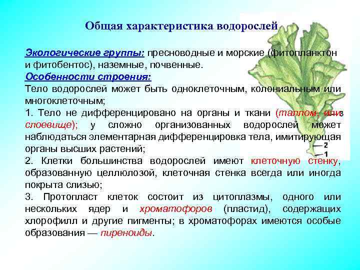 Черты водорослей. Характеристика водорослей 5 класс биология кратко. Водоросли общая характеристика 5 класс биология. Основная характеристика водорослей. Отдел водоросли общая характеристика.