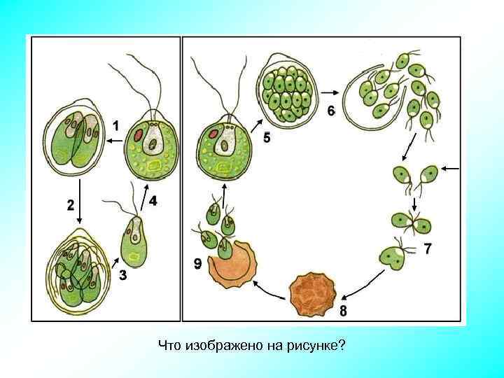 Что изображено на рисунке? 