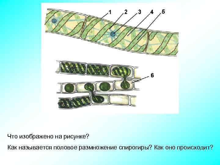 Что изображено на рисунке? Как называется половое размножение спирогиры? Как оно происходит? 