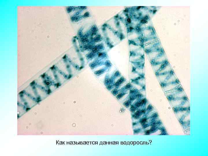 Как называется данная водоросль? 