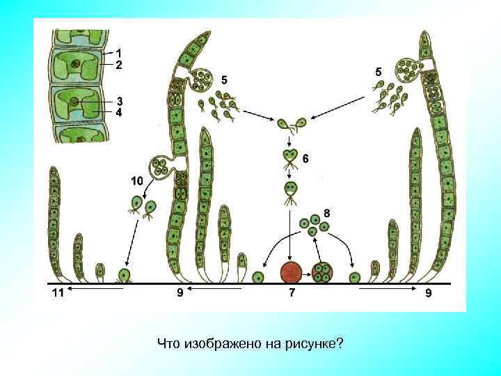 Что изображено на рисунке? 