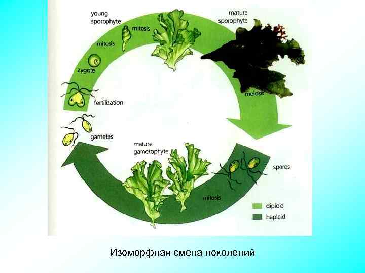 Изоморфная смена поколений 